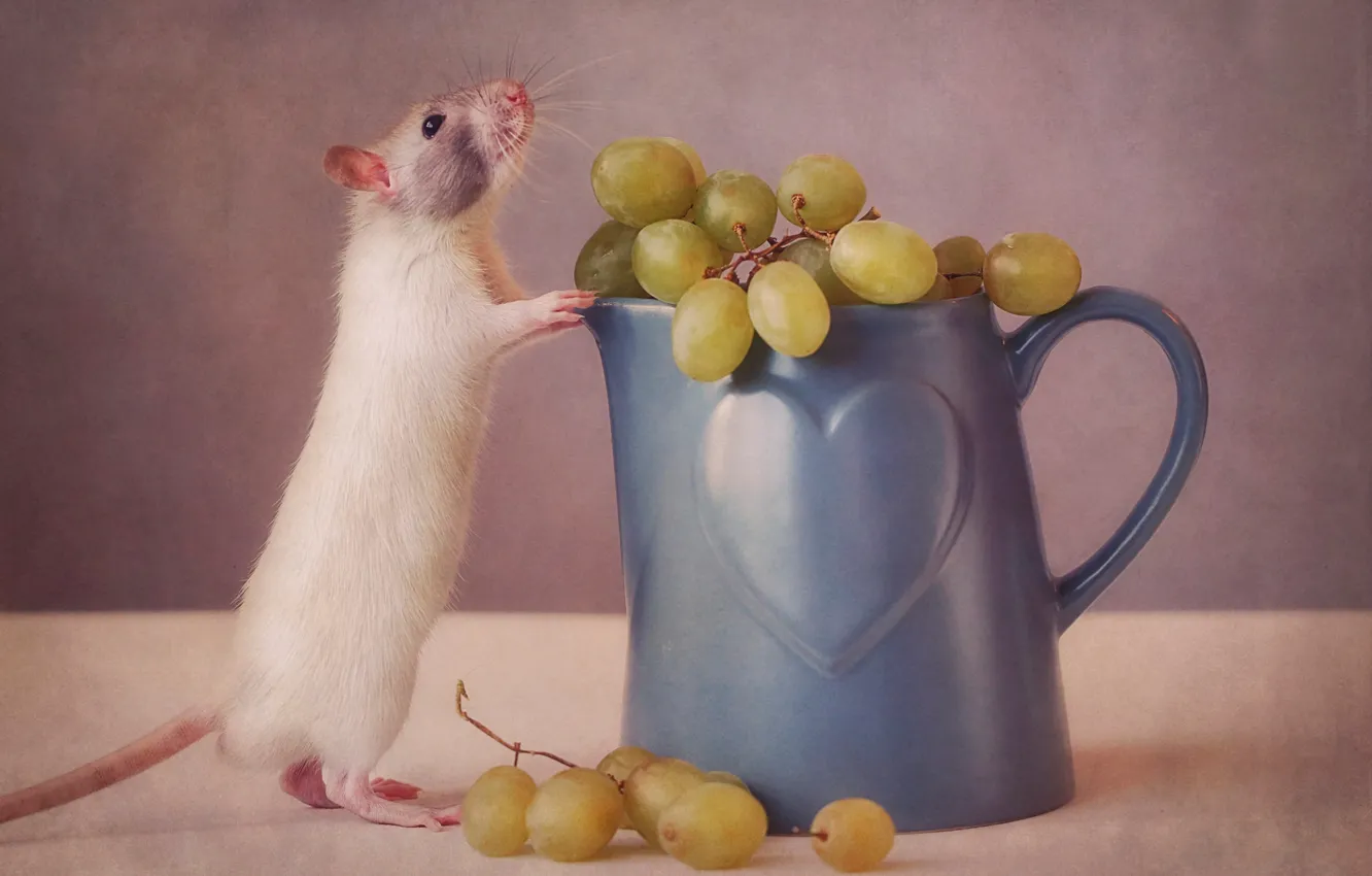 Photo wallpaper mouse, grapes, mug