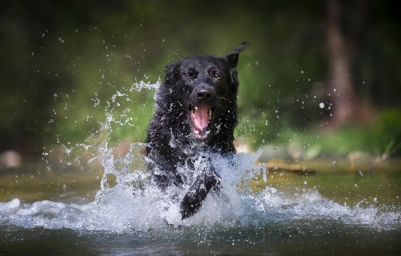 Photo wallpaper water, joy, squirt, dog, German shepherd