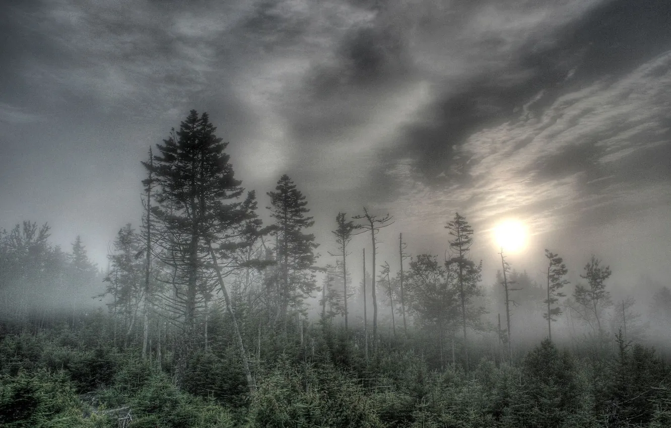 Photo wallpaper forest, the sky, grass, the sun, clouds, trees, landscape, nature