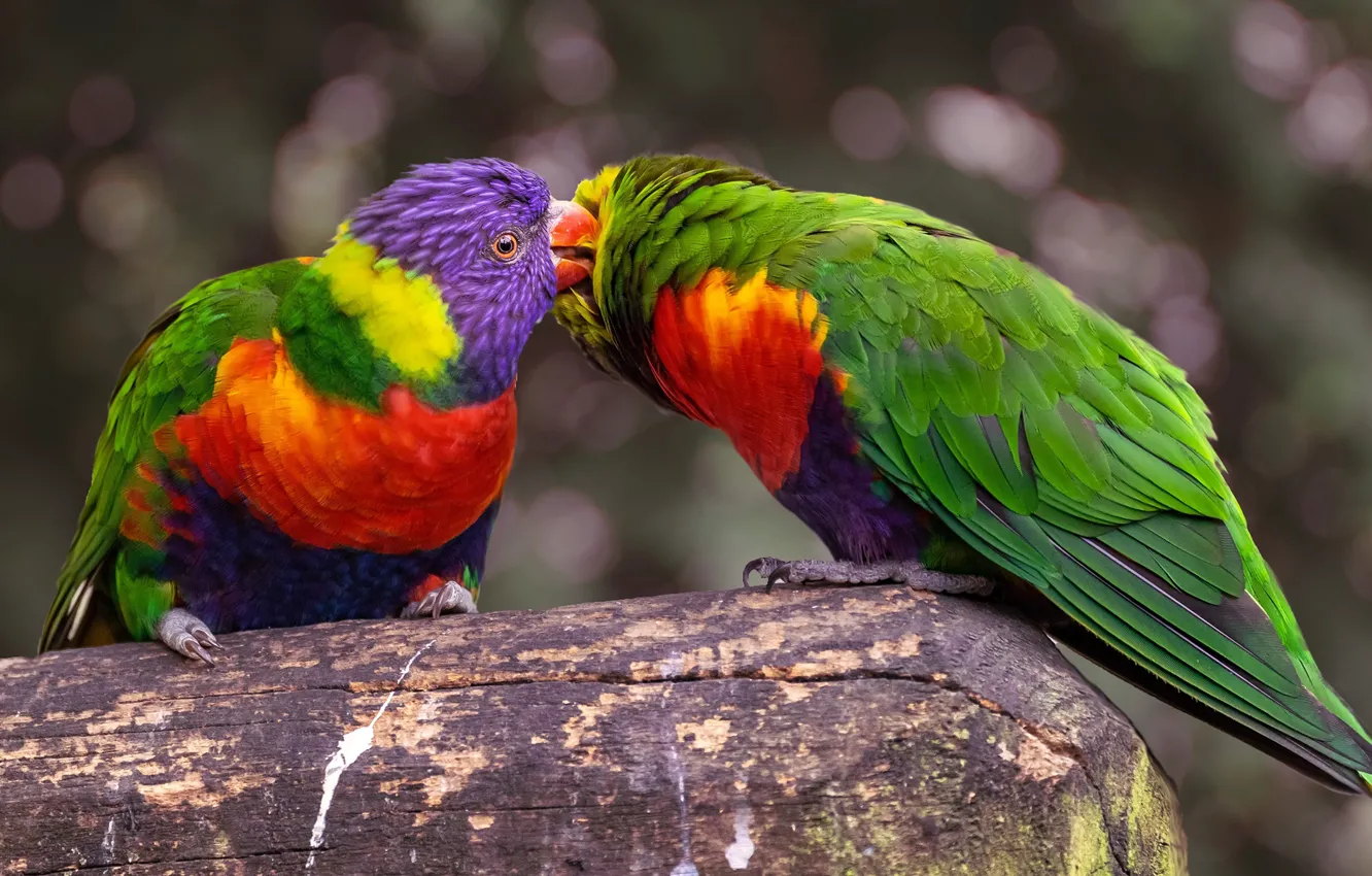Photo wallpaper kiss, parrots, beautiful