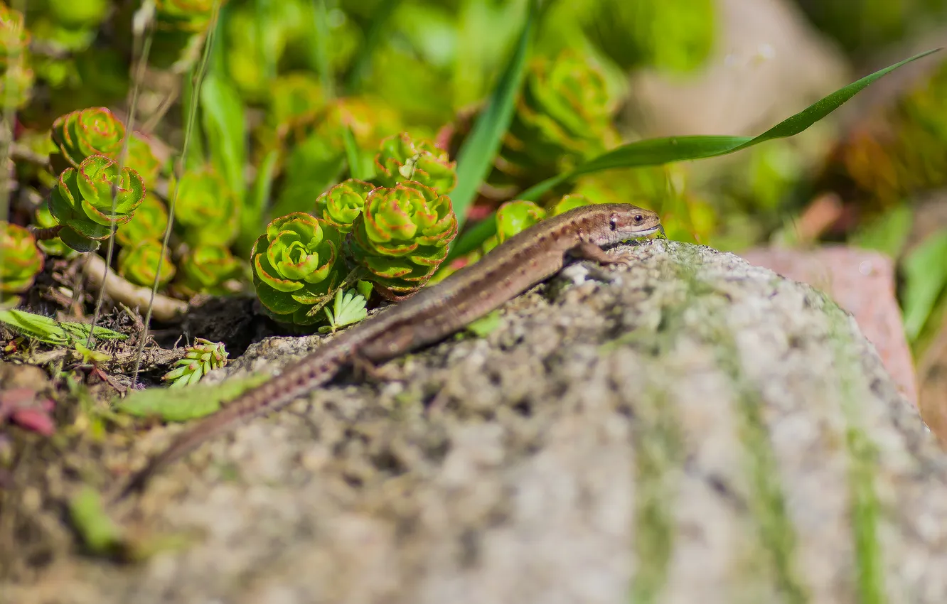 Photo wallpaper macro, nature, sitting on a rock, lizard Warbler.