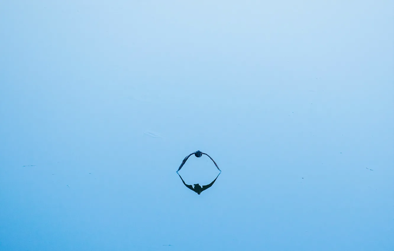 Photo wallpaper water, bird, minimalism