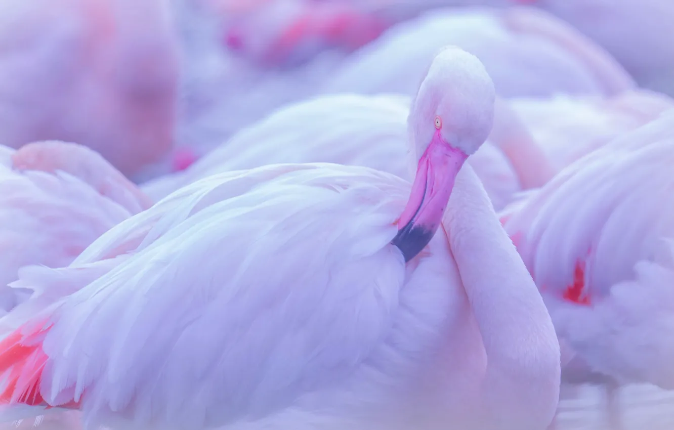 Photo wallpaper pose, Flamingo, bokeh, pink flamingos, bird