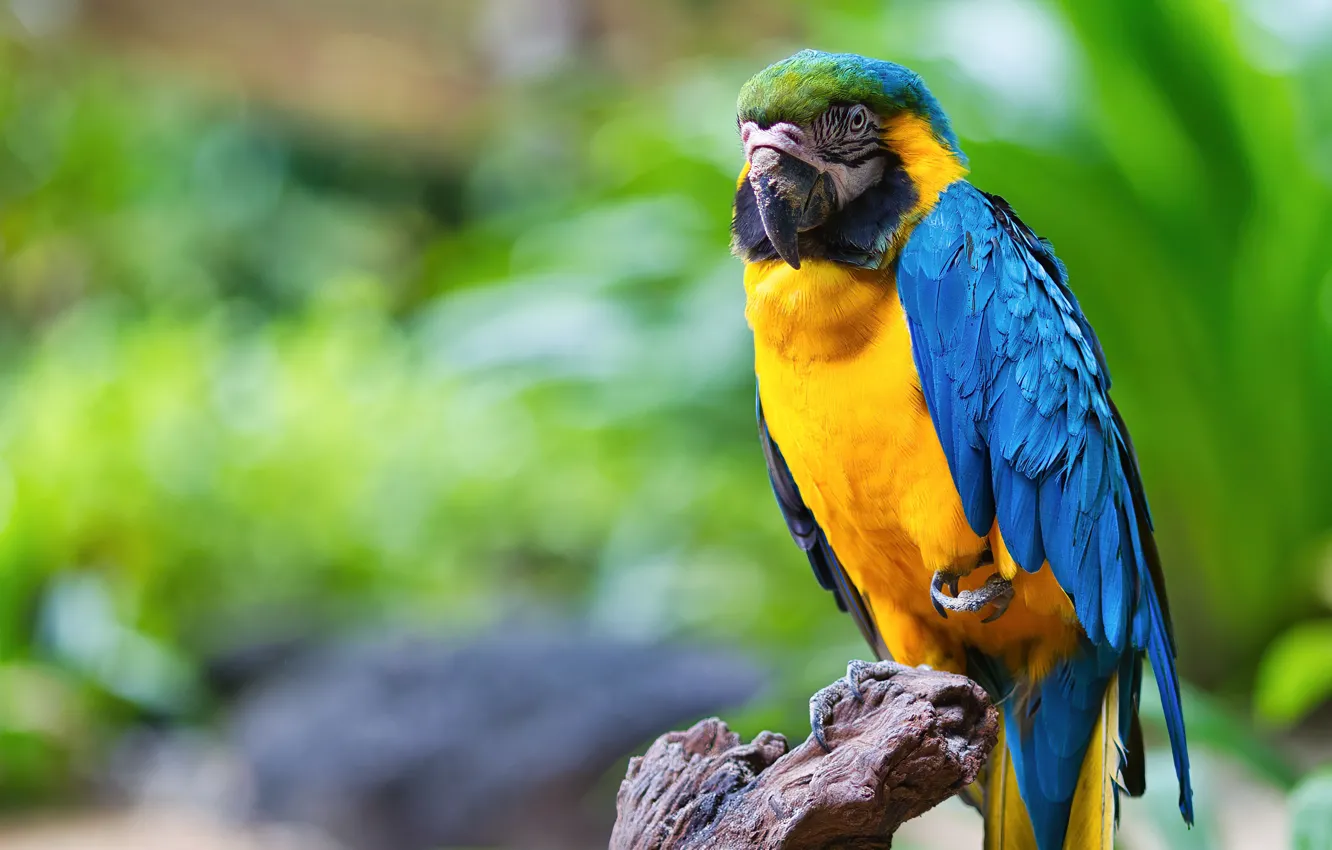 Photo wallpaper background, bird, parrot, Blue-and-yellow macaw