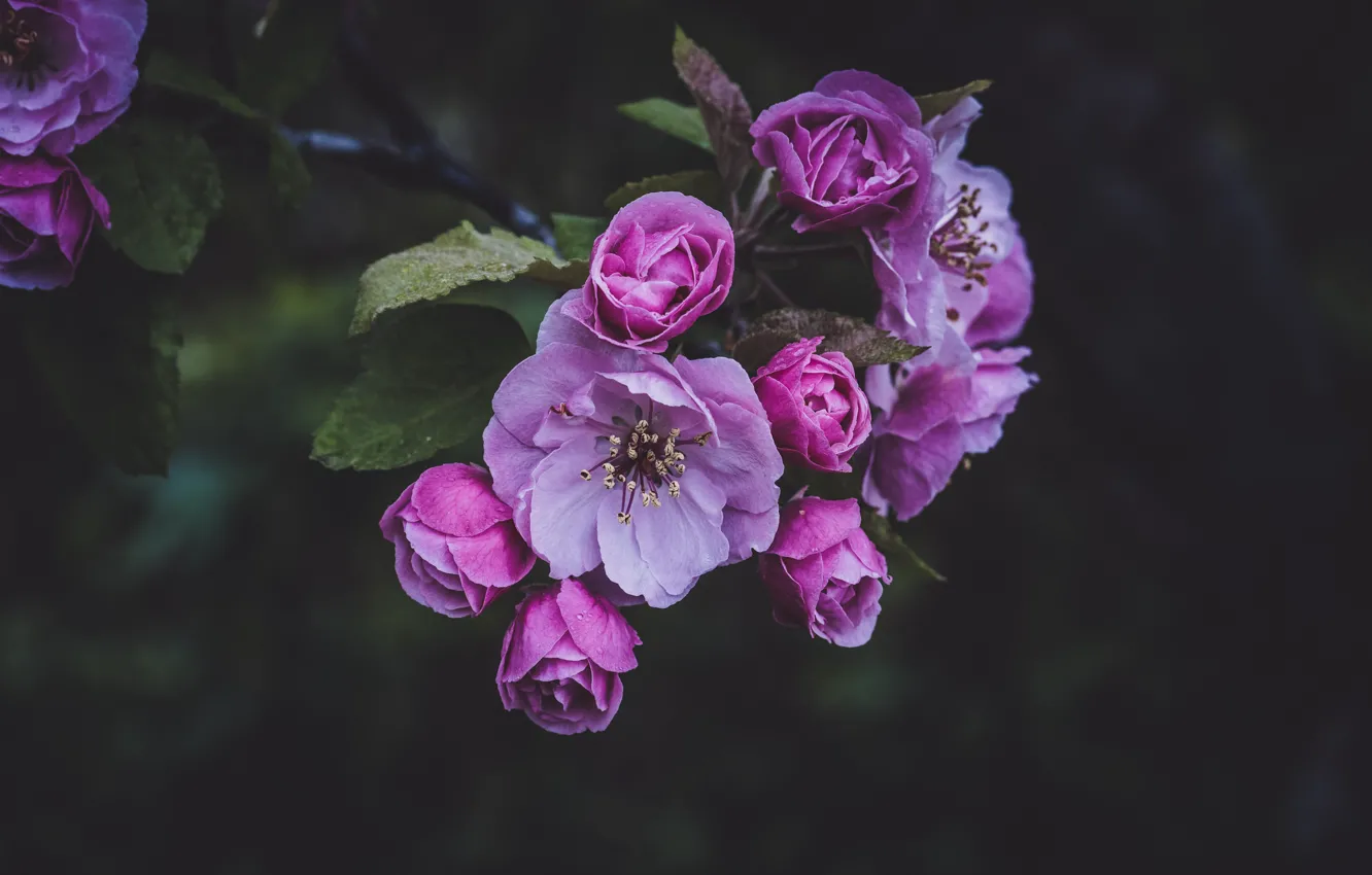 Photo wallpaper flowers, pink, branch, spring