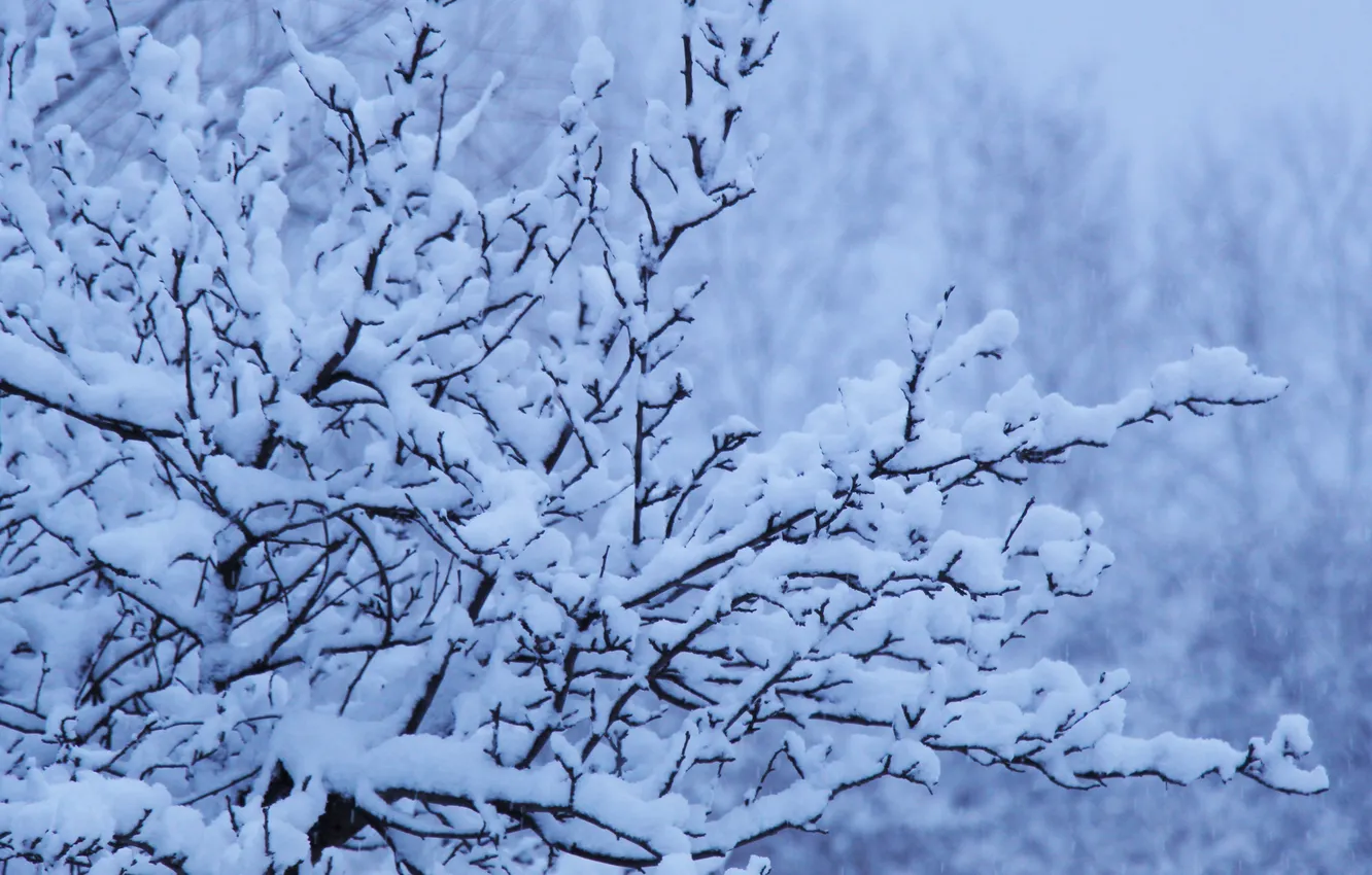 Photo wallpaper winter, snow, twig