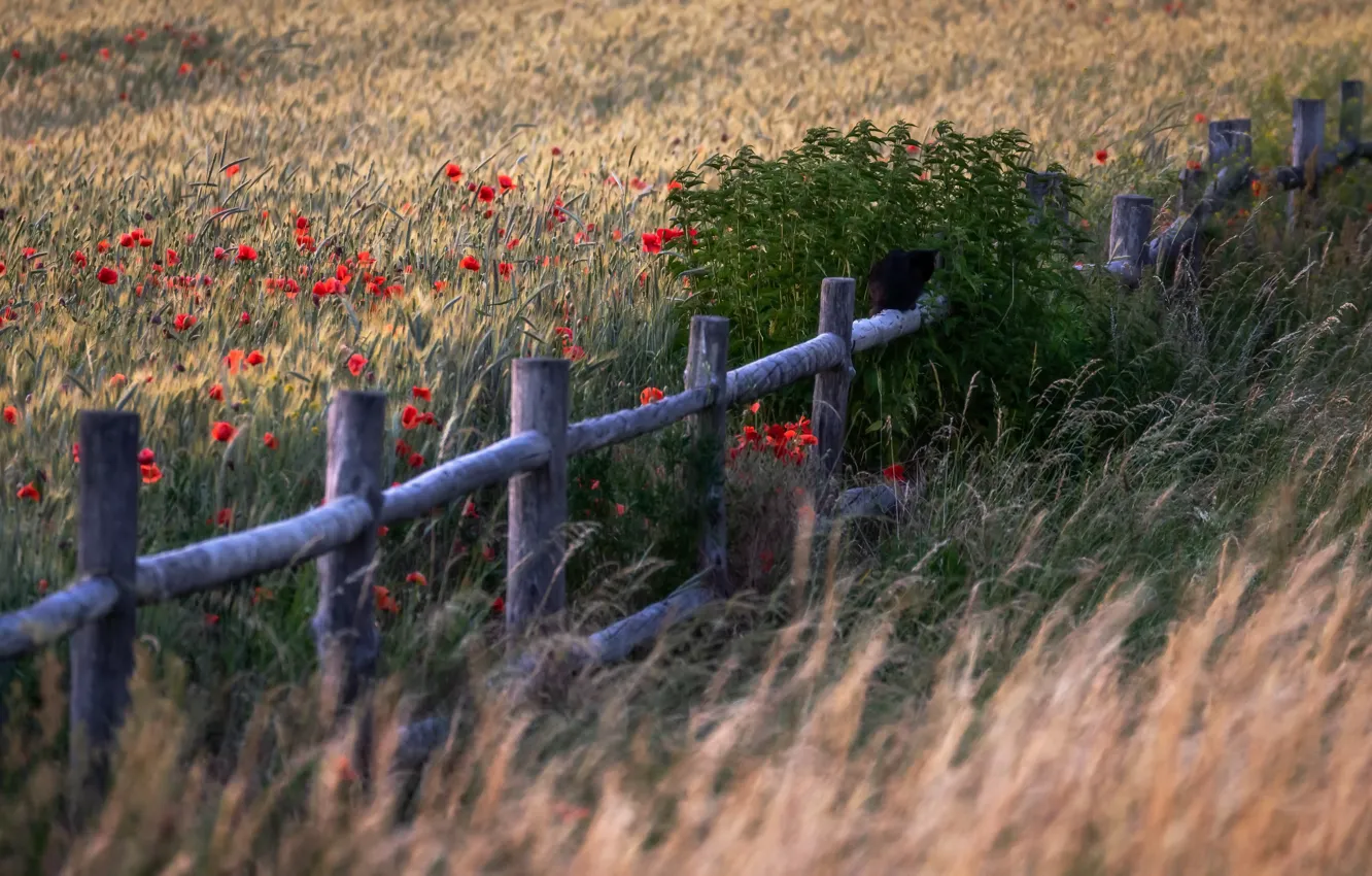 Photo wallpaper field, summer, the fence