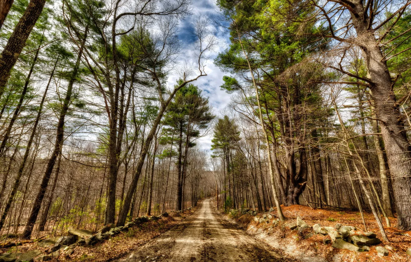 Photo wallpaper road, forest, landscape