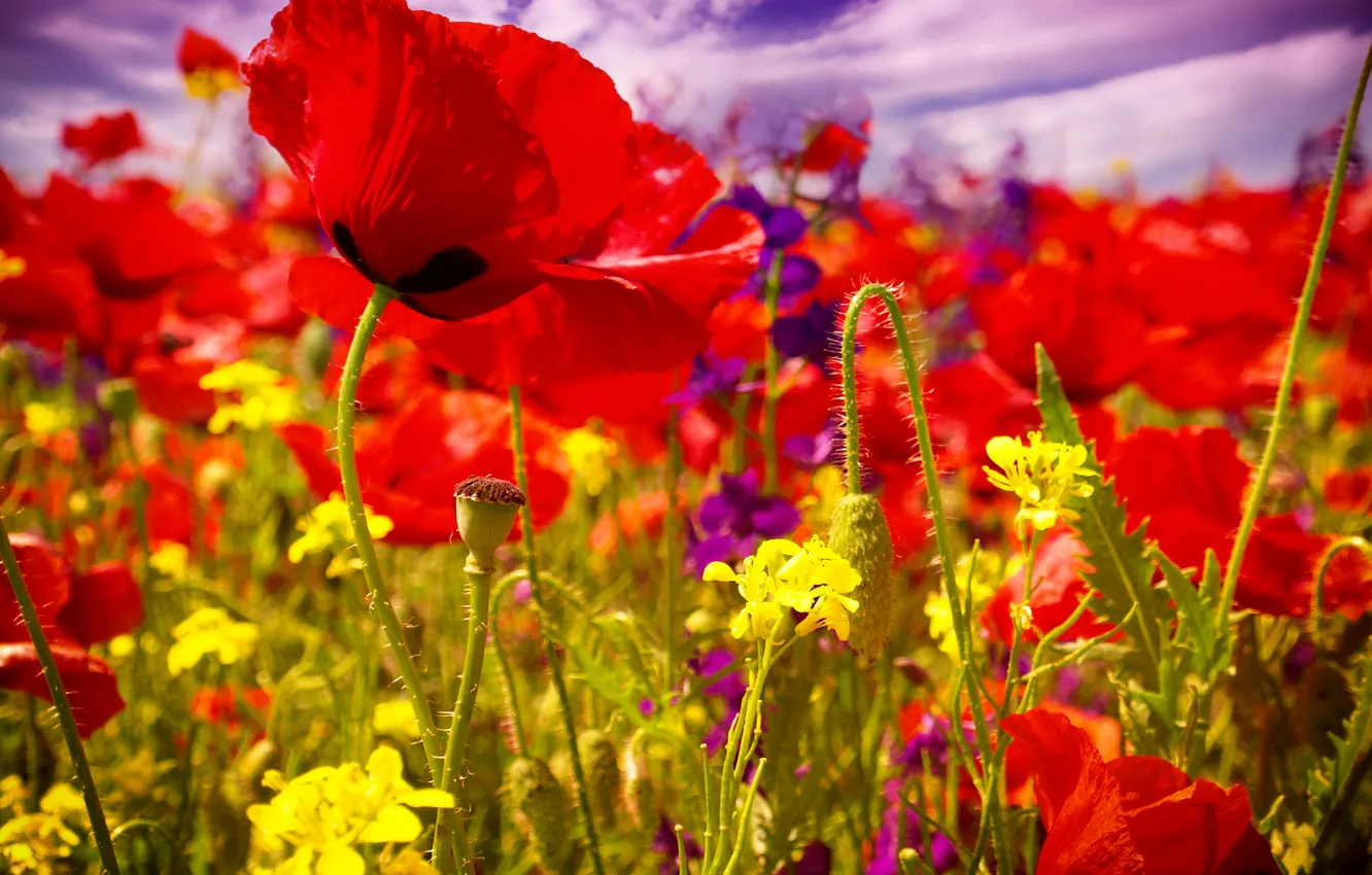 Photo wallpaper summer, flowers, Maki, flowering, field, poppy, poppy field