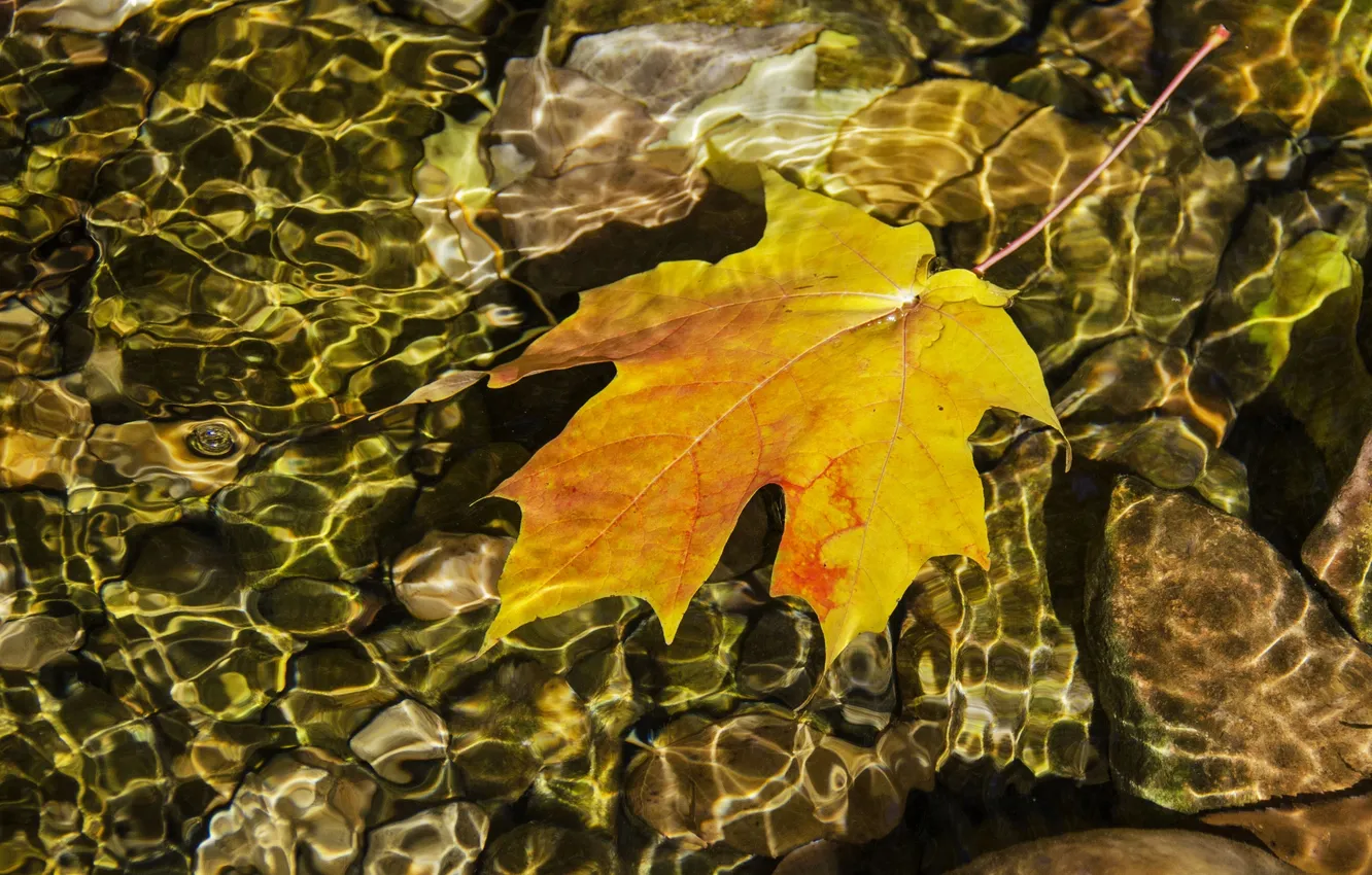 Photo wallpaper leaves, water, reflection, ruffle