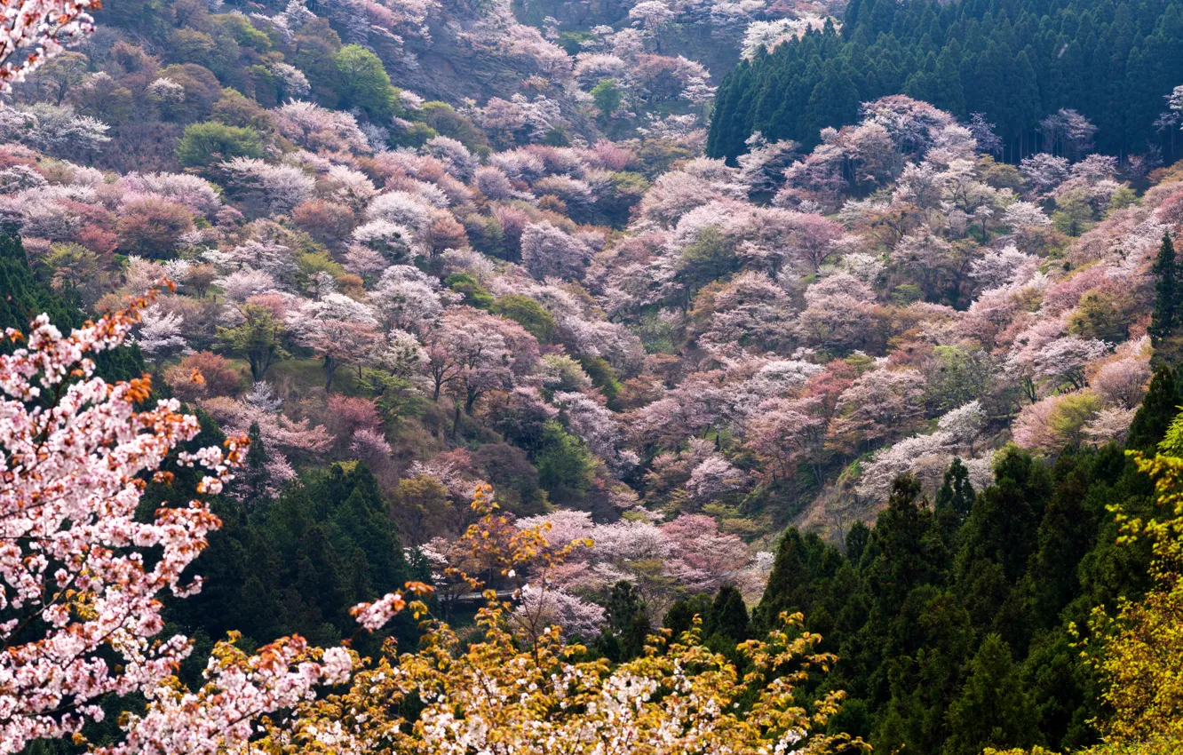 Photo wallpaper trees, mountains, spring, valley, blooming