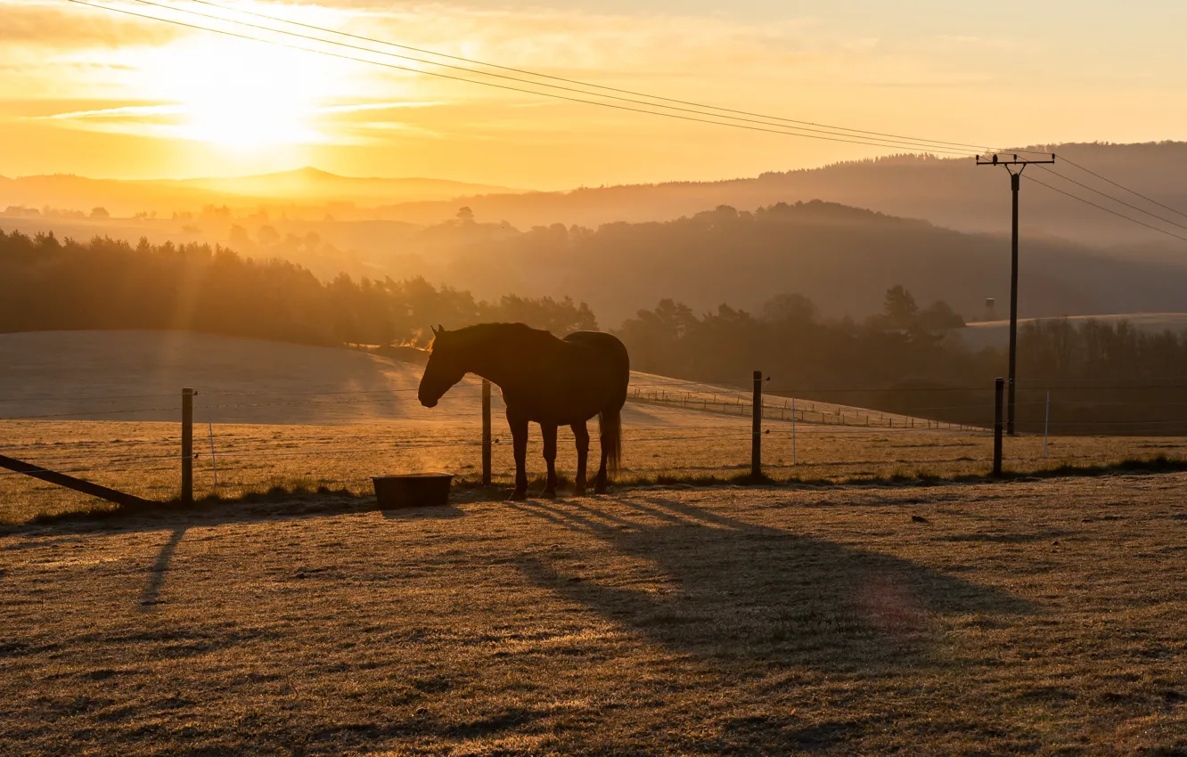 Photo wallpaper field, sunset, horse