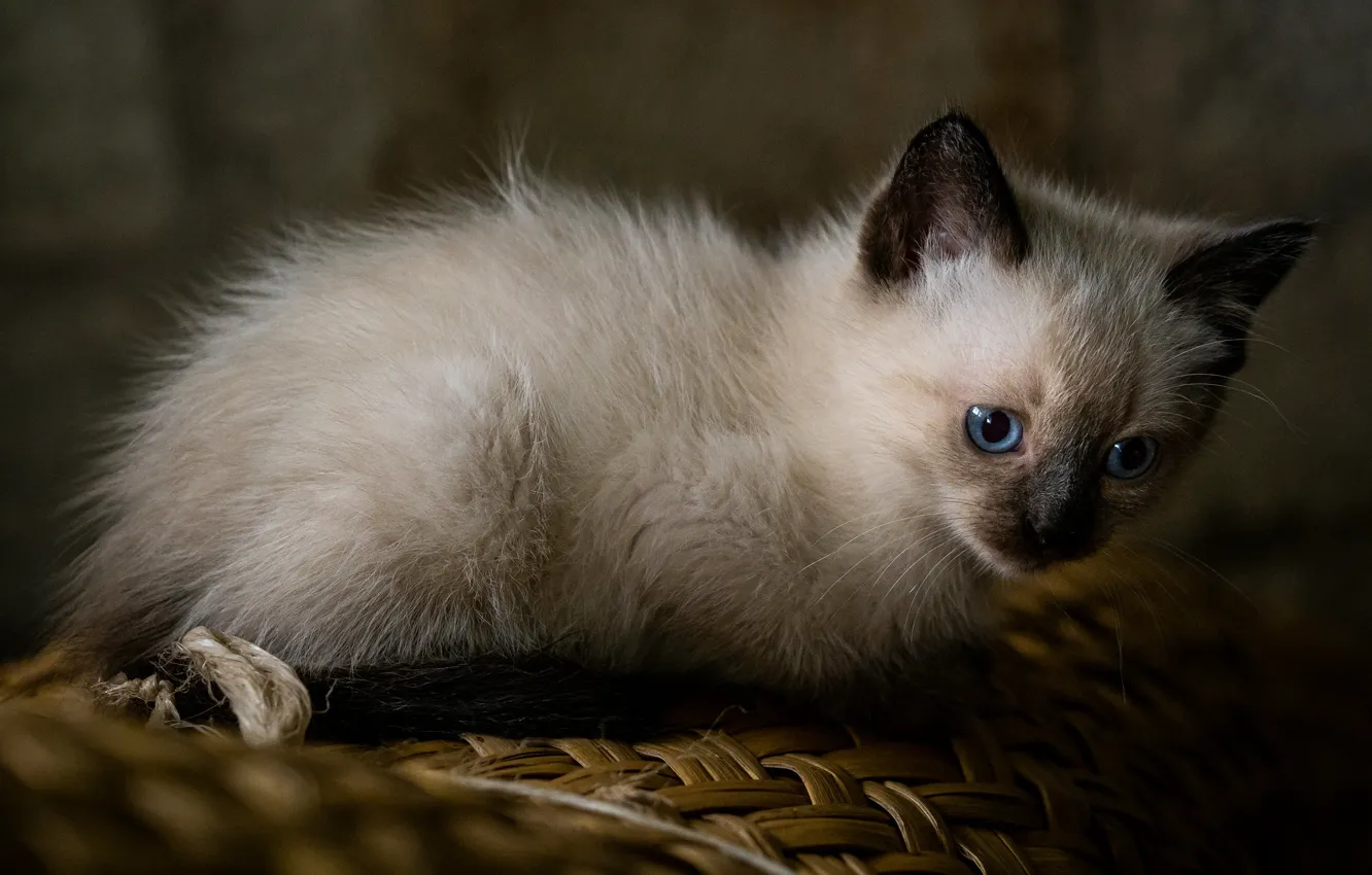 Photo wallpaper cat, look, the dark background, kitty, kitty, face, Siamese, blue-eyed