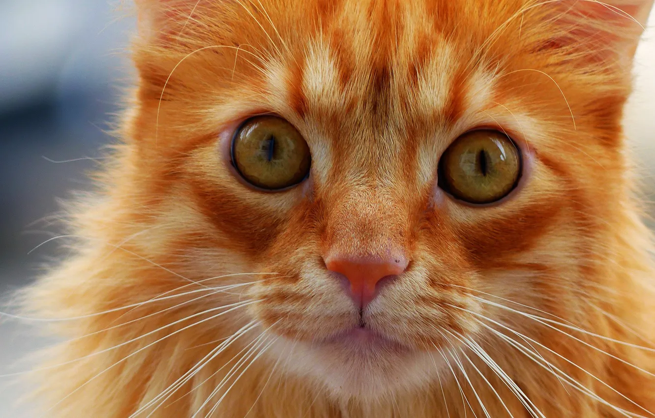 Photo wallpaper cat, cat, mustache, look, muzzle, red
