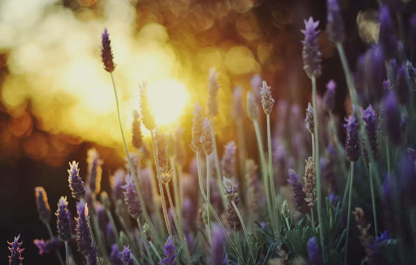 Photo wallpaper macro, light, heat, lavender, bokeh