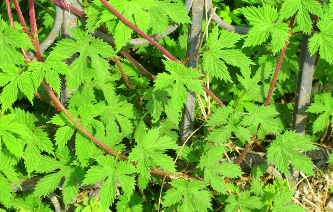 Photo wallpaper leaves, hops, spring 2018, Meduzanol ©