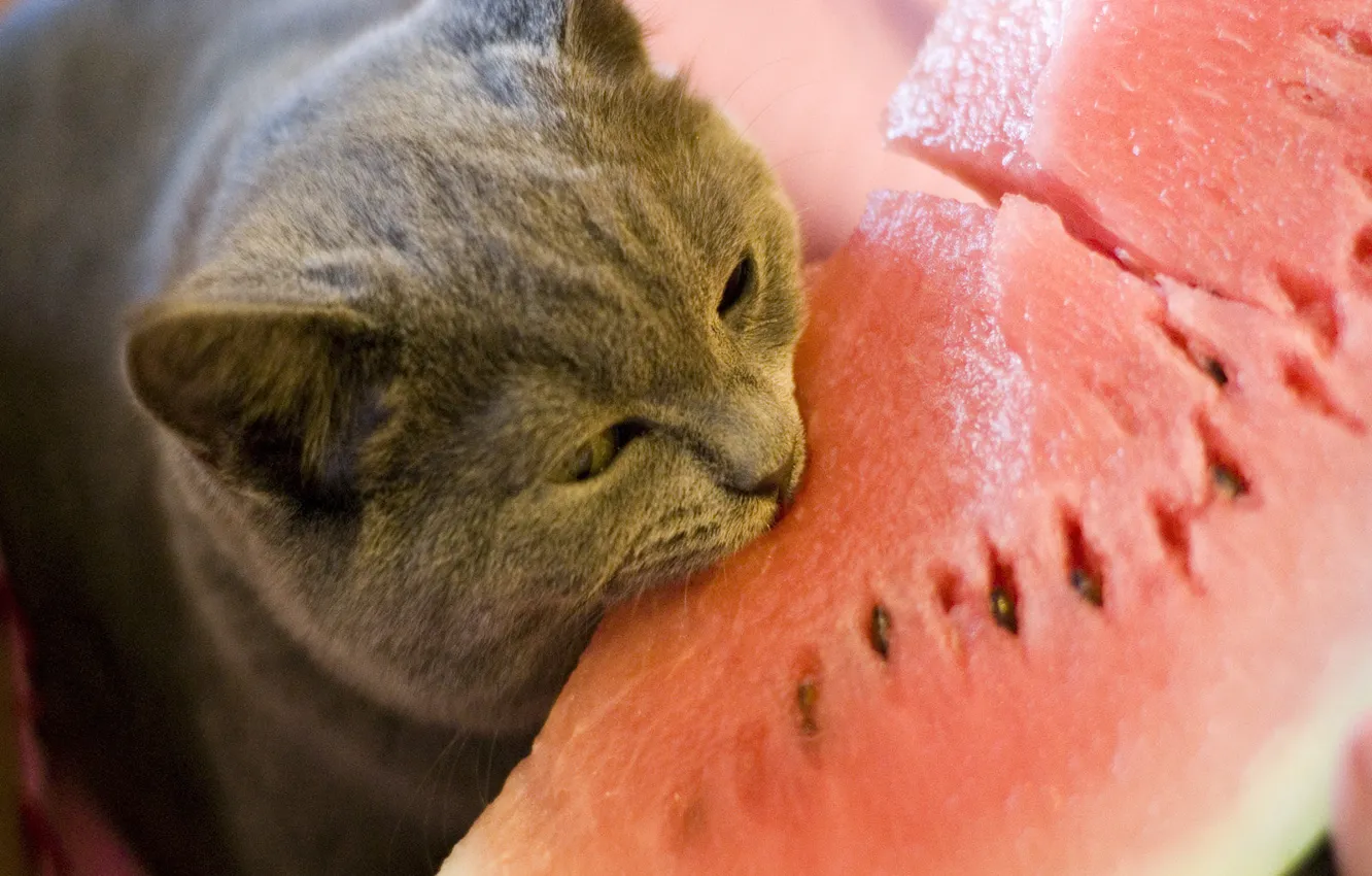 Photo wallpaper face, bite, watermelon, mute)