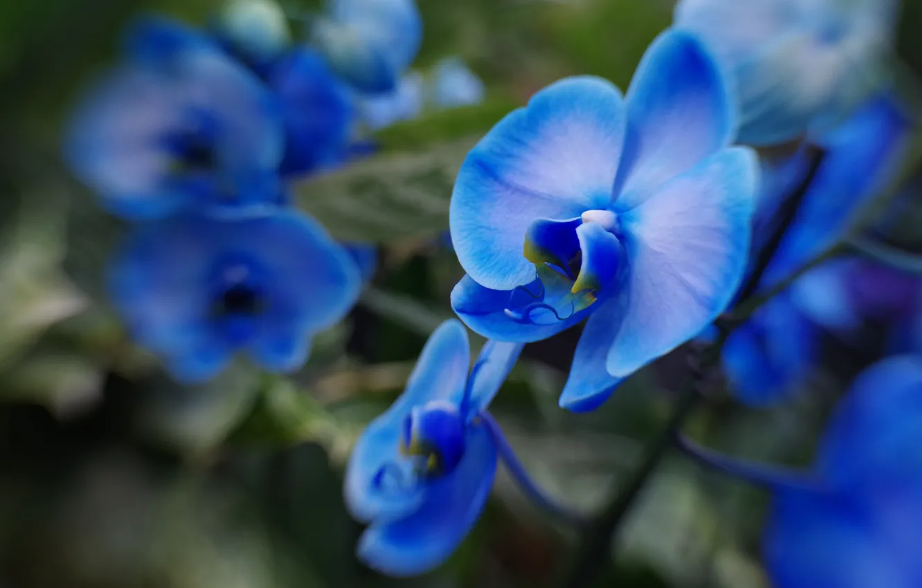 Photo wallpaper macro, blur, blue, orchids