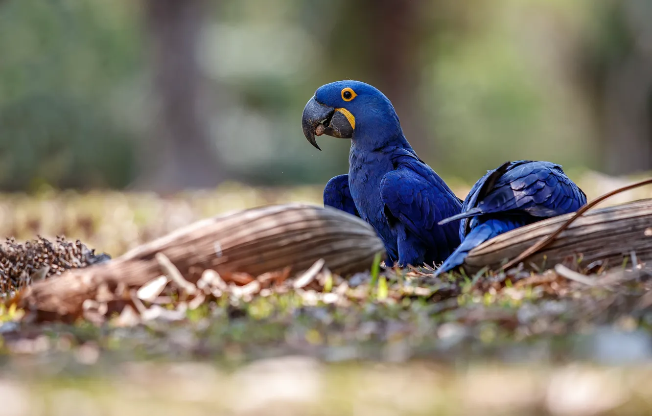 Photo wallpaper blue, nature, bird, parrot, pair, Ara, meal, Hyacinth macaw