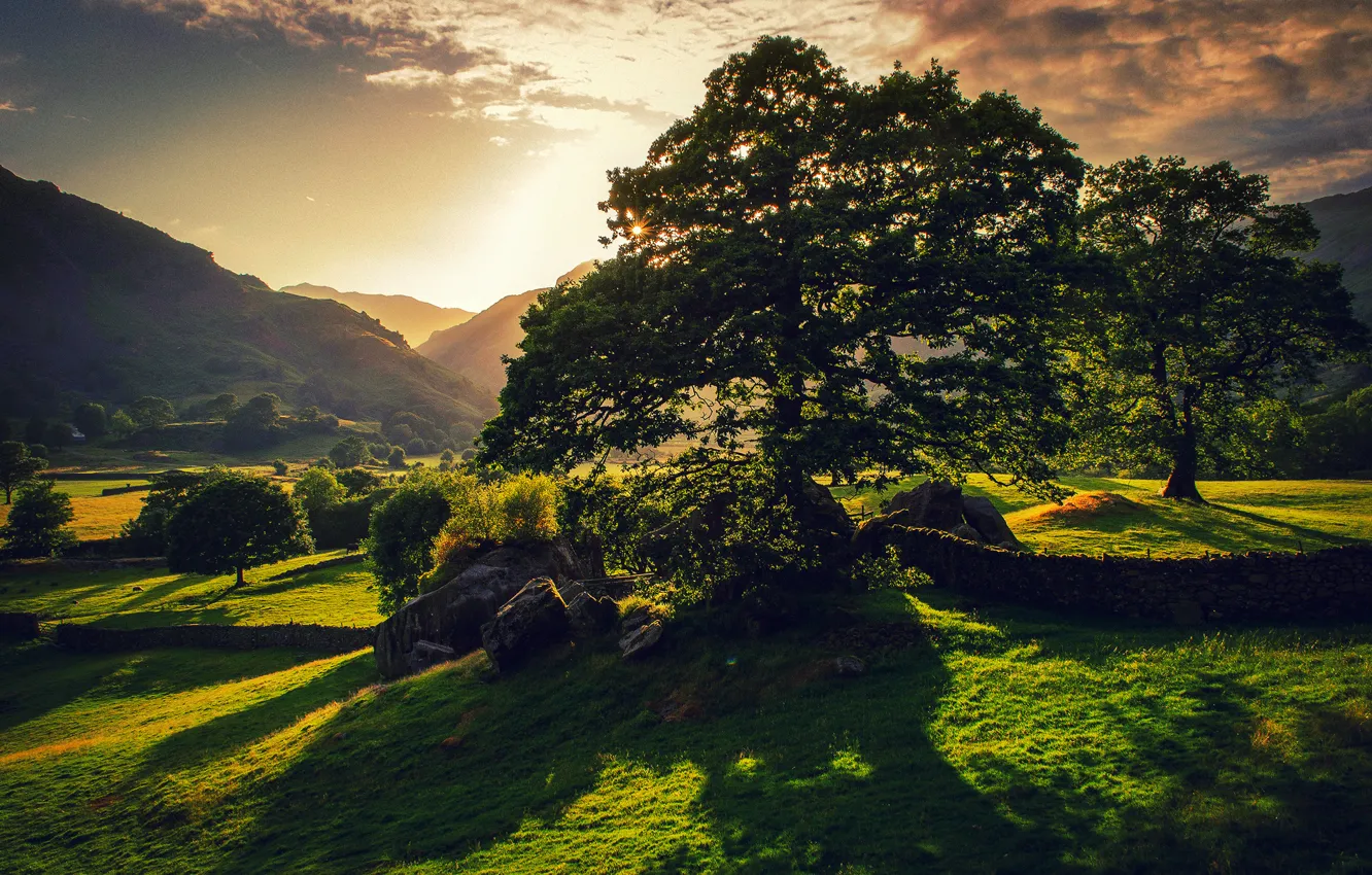 Photo wallpaper greens, summer, the sun, nature, tree, Britain