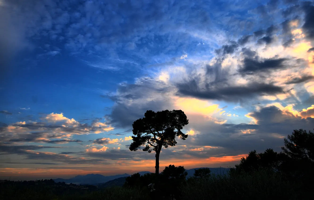 Photo wallpaper the sky, clouds, sunset, tree, Nature, sky, nature, clouds