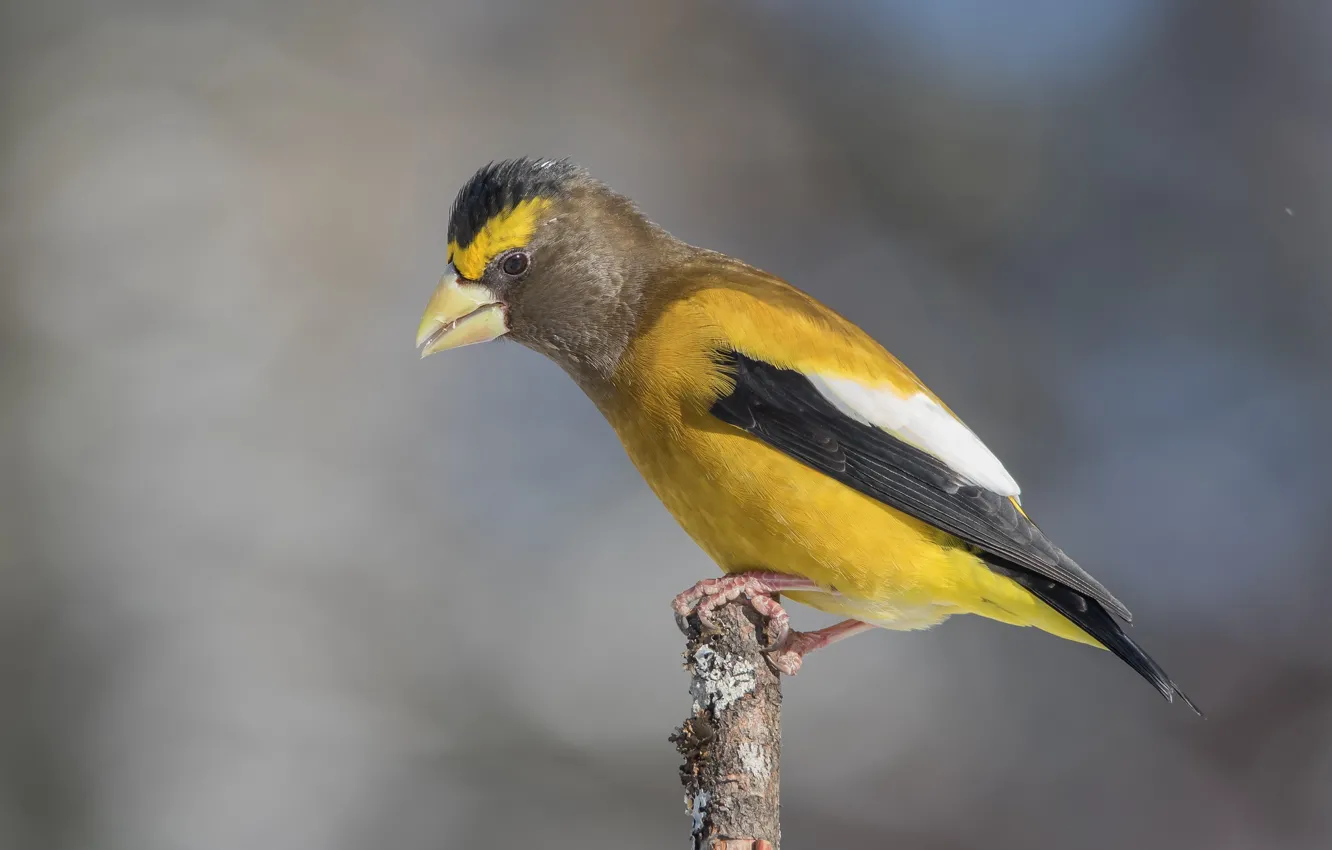 Photo wallpaper branches, background, bird