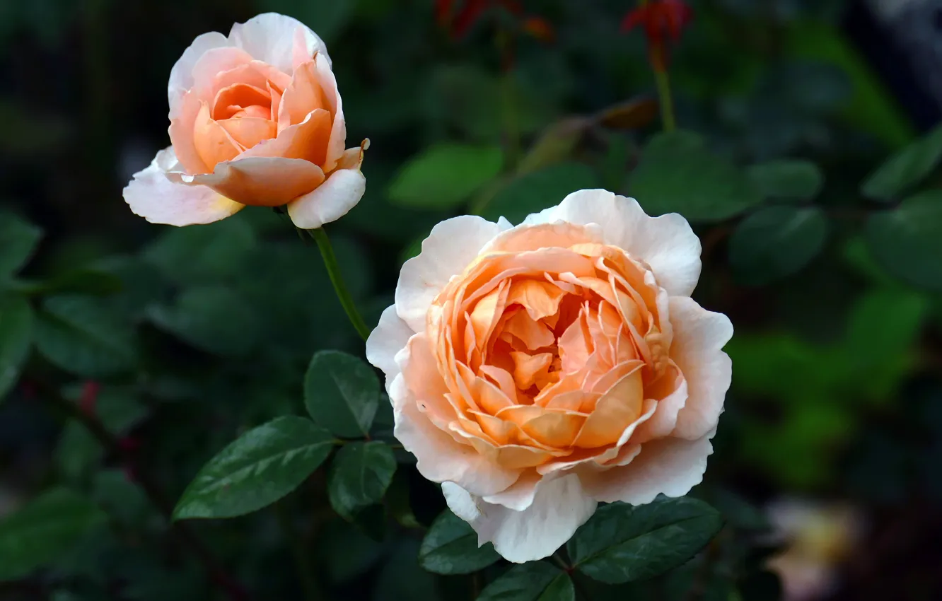 Photo wallpaper leaves, flowers, orange, roses, garden, stem, buds, the bushes