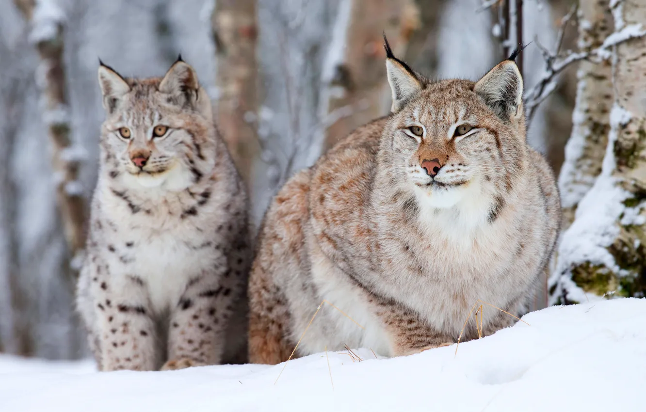 Photo wallpaper winter, two, lynx, old, small
