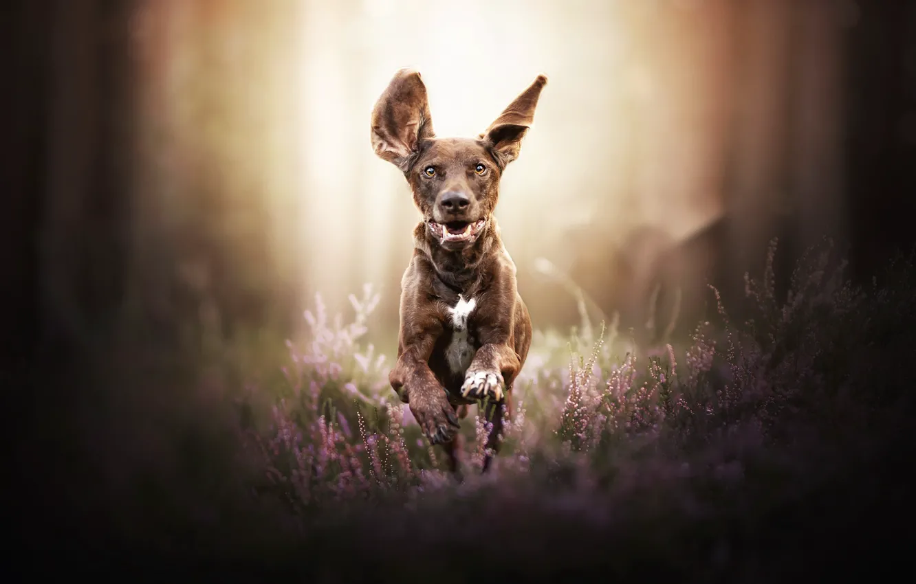 Photo wallpaper nature, dog, running