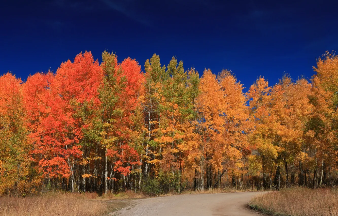 Photo wallpaper road, autumn, forest, leaves, trees, Wyoming, USA, Grand Teton