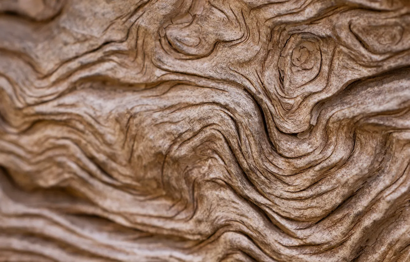Photo wallpaper trees, wood, divorce, line, bokeh, texture, bark