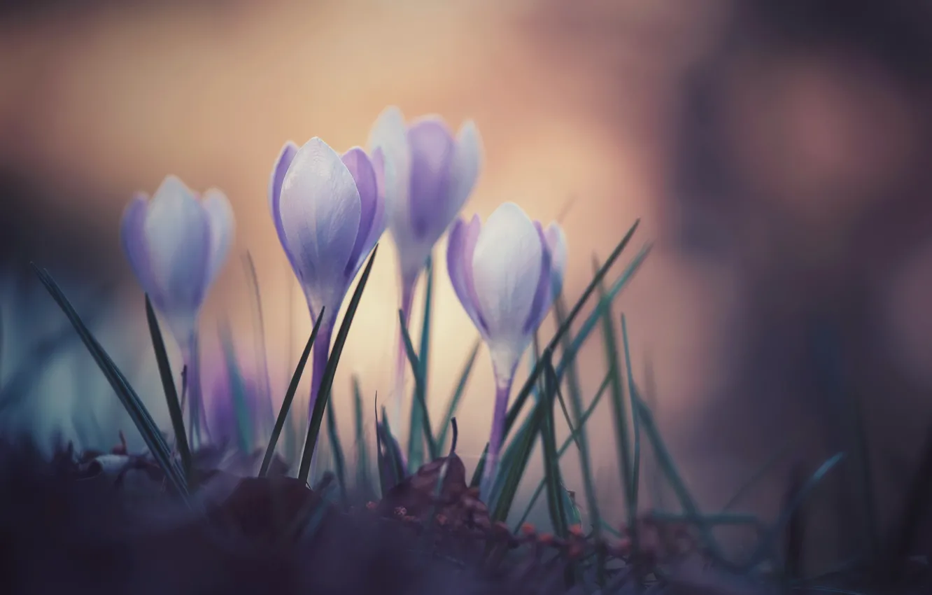 Photo wallpaper flowers, nature, spring