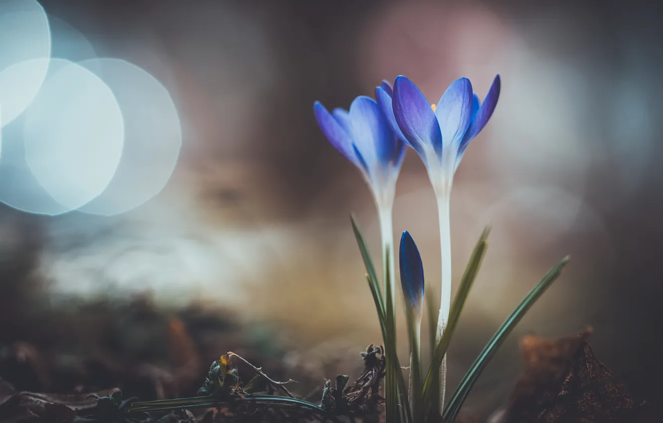 Photo wallpaper flowers, spring, crocuses, bokeh