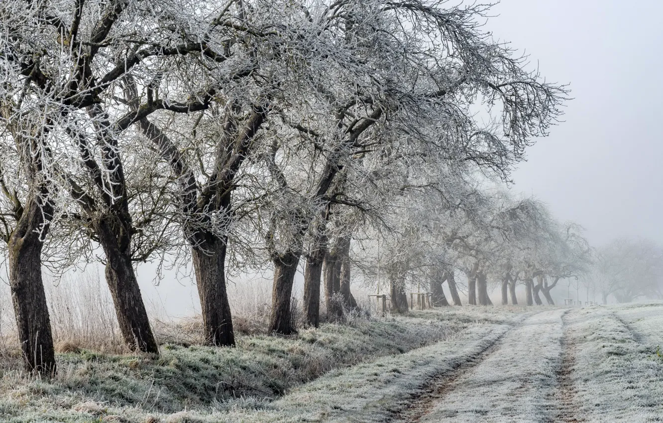 Photo wallpaper winter, frost, fog