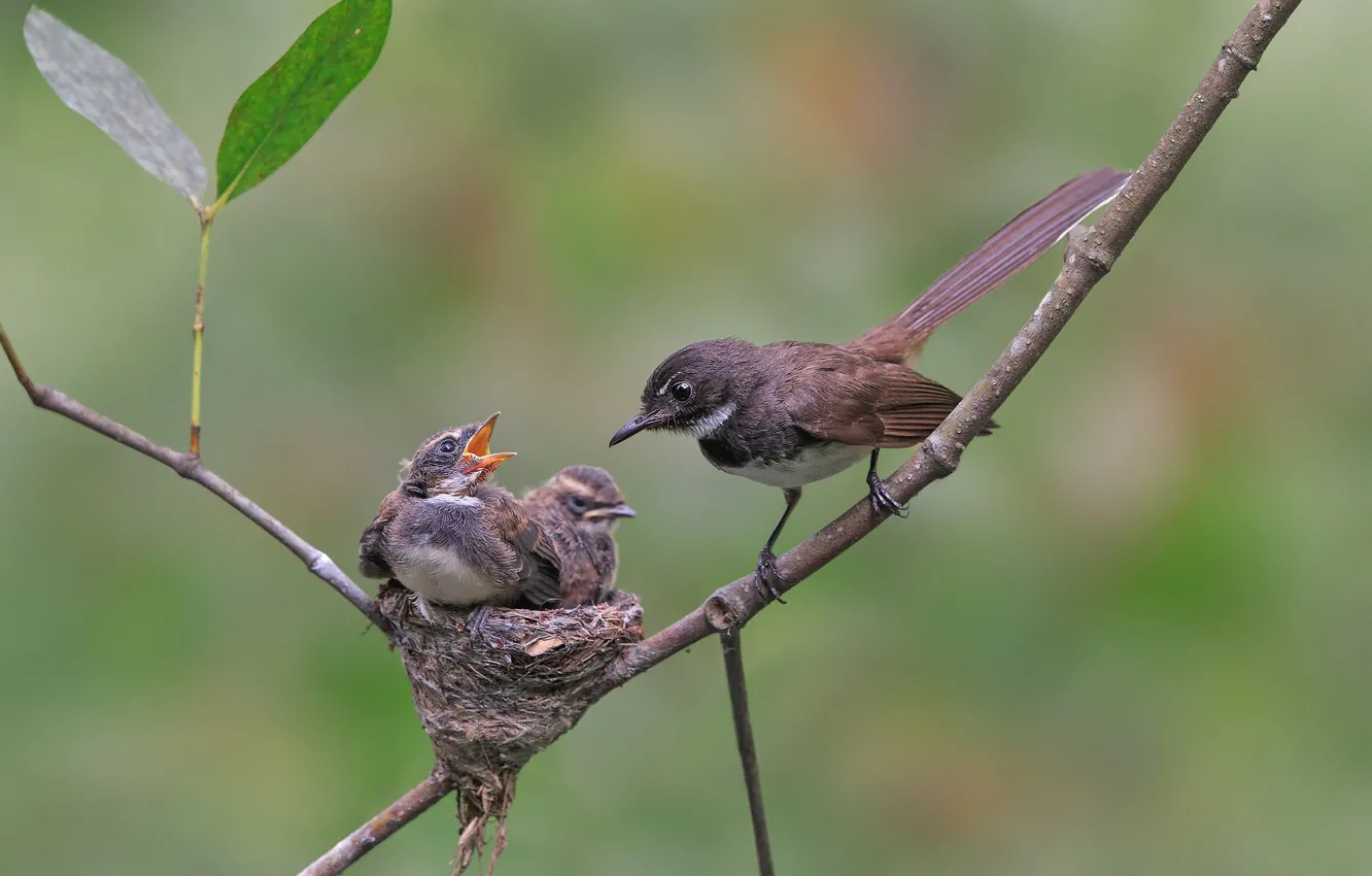 Photo wallpaper background, Chicks, socket, bird, branches