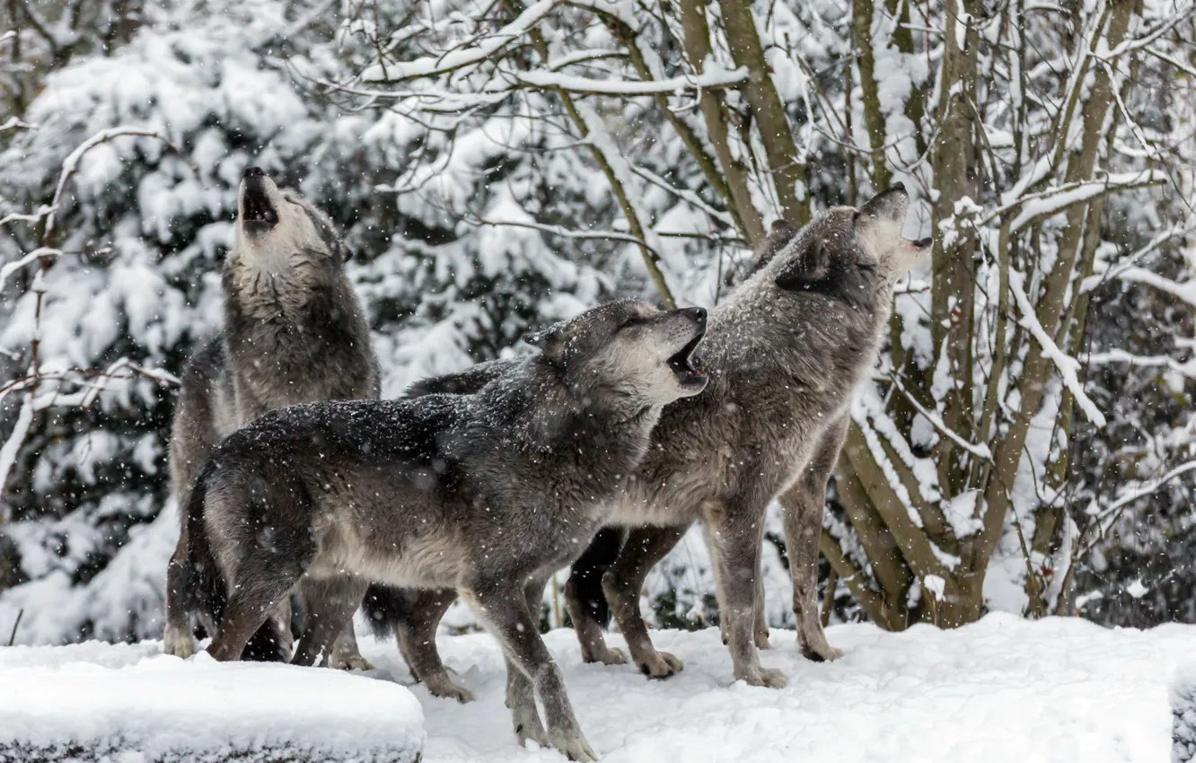 Photo wallpaper winter, nature, wolf
