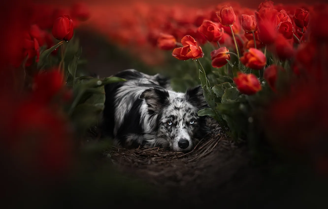 Photo wallpaper look, drops, flowers, red, nature, pose, dog, tulips