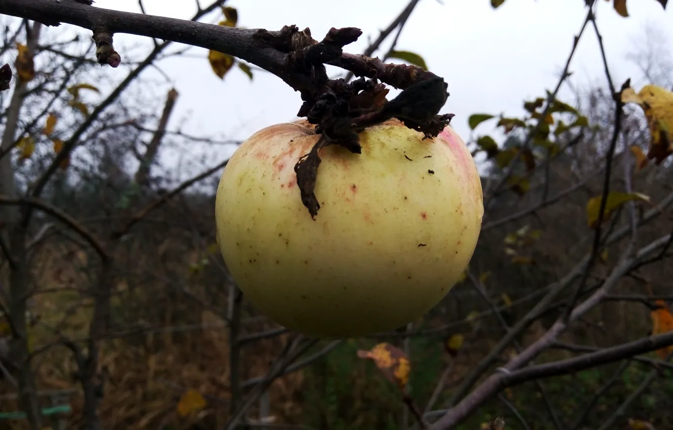 Photo wallpaper autumn, trees, apples, village