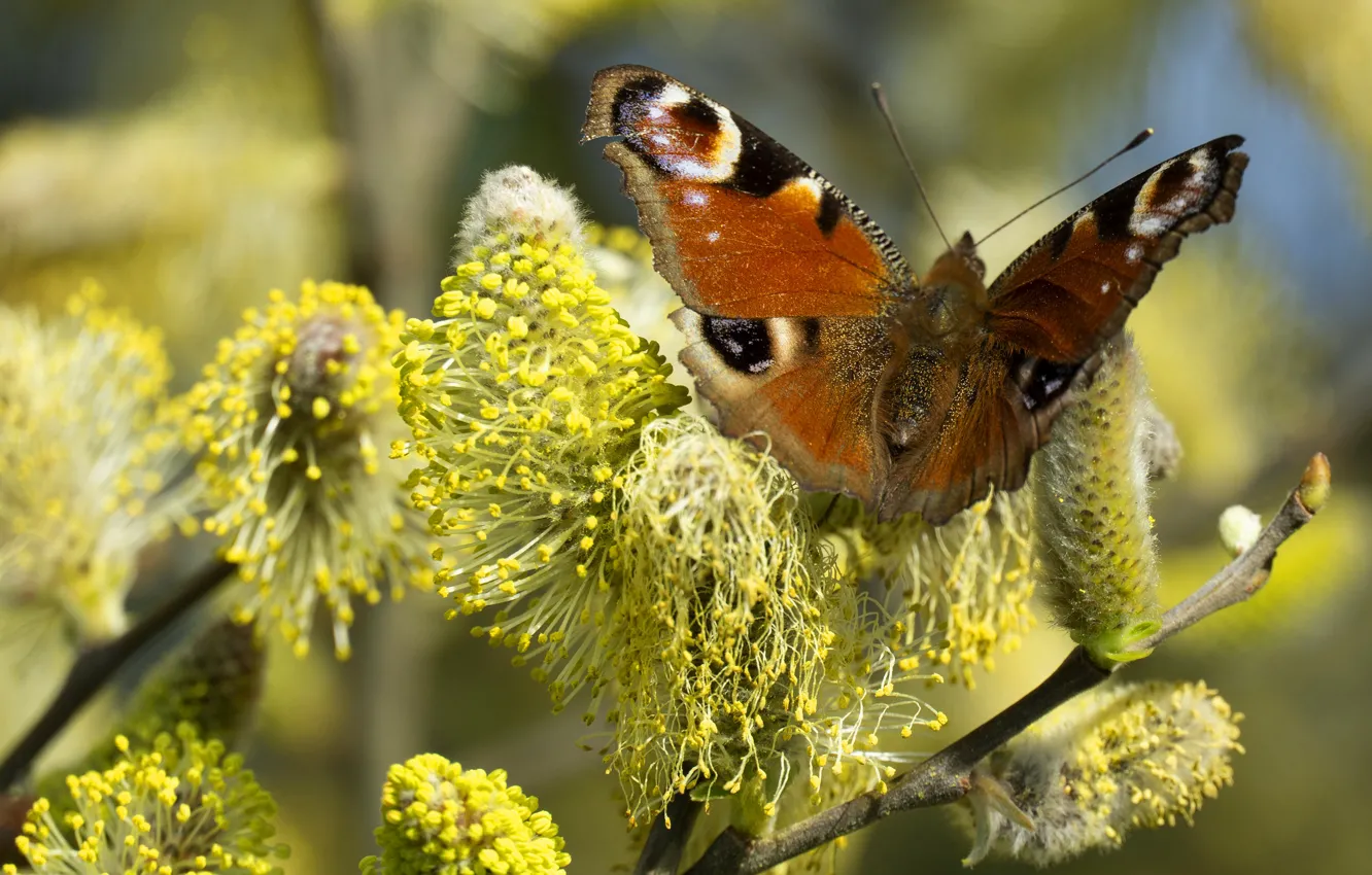 Photo wallpaper macro, branches, butterfly, Verba