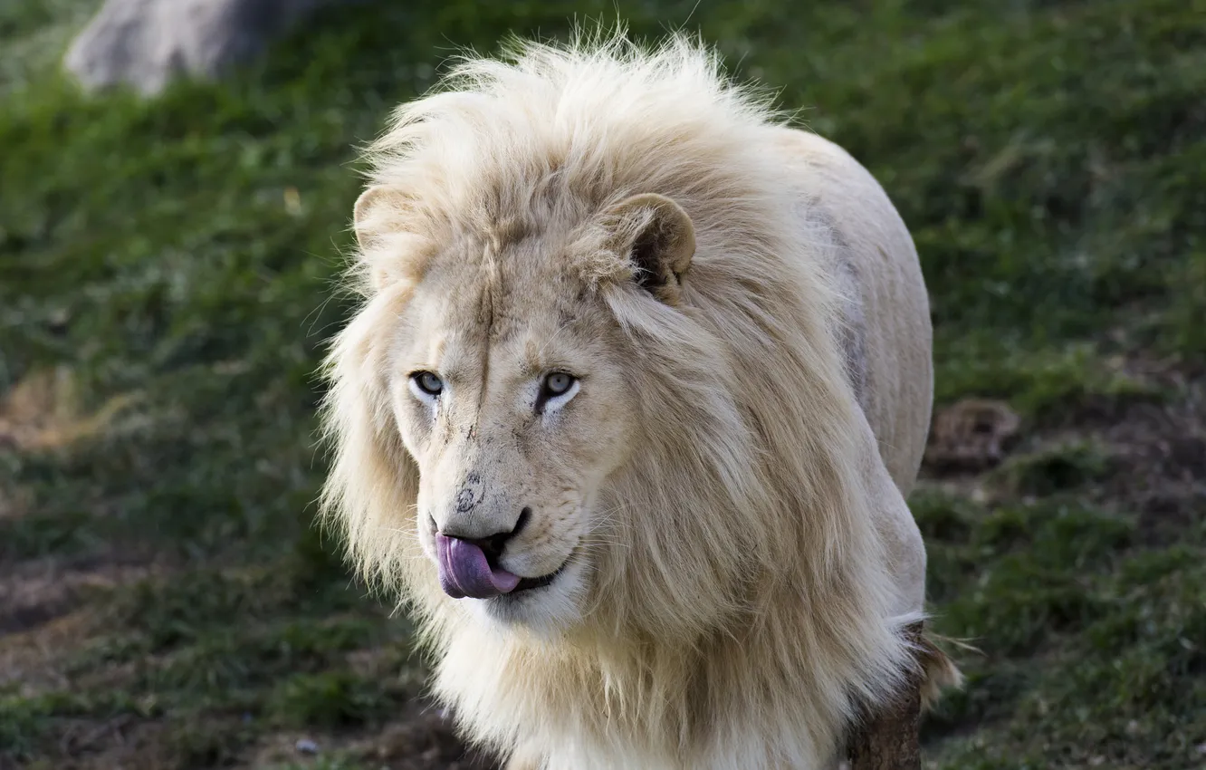 Photo wallpaper language, face, portrait, predator, mane, wild cat, white lion