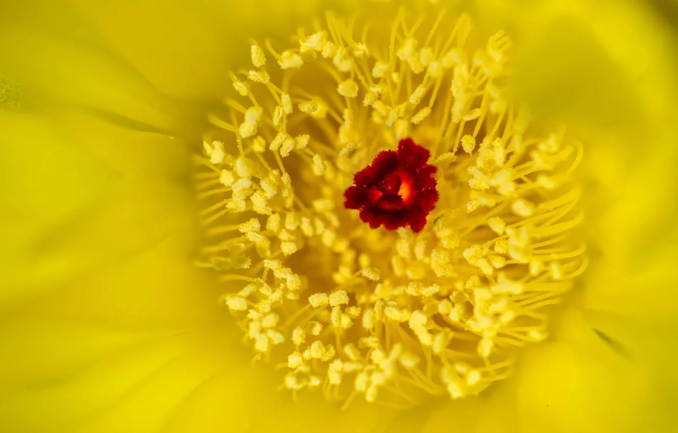 Photo wallpaper macro, flowers, yellow, core