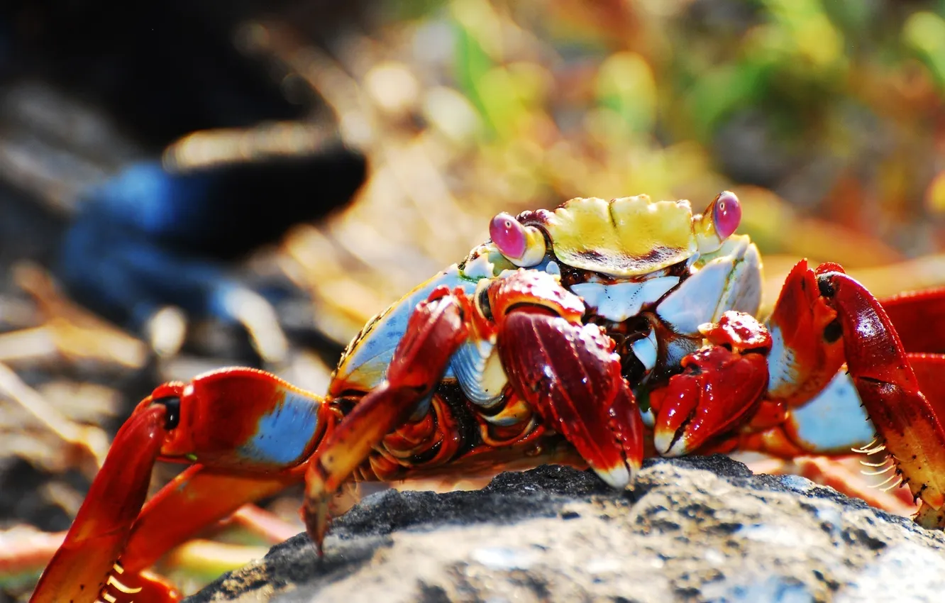 Photo wallpaper eyes, macro, red, crab, paws, claws, shell