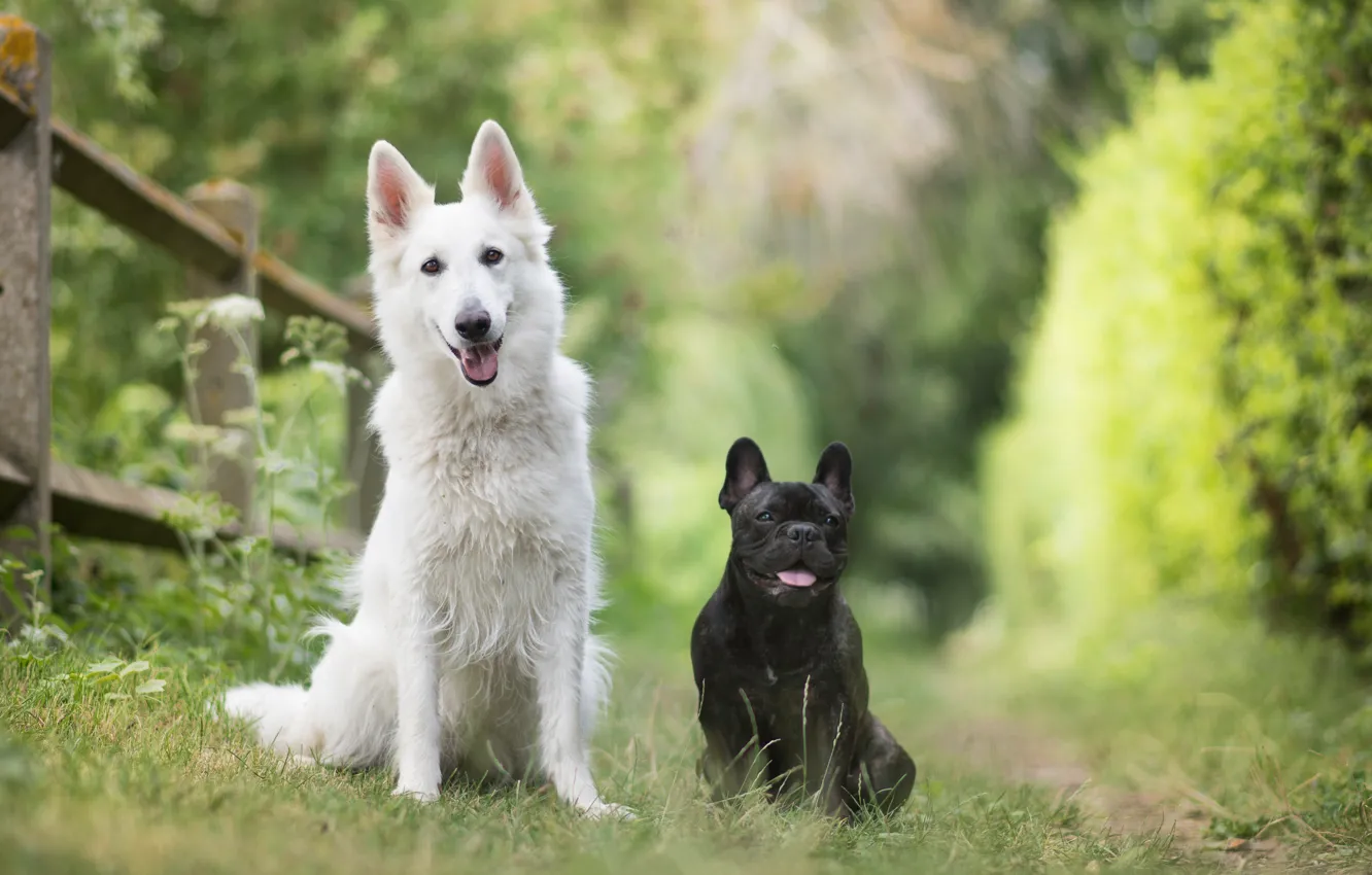 Photo wallpaper dogs, nature, pair, friends, bokeh, two dogs, French bulldog, The white Swiss shepherd dog