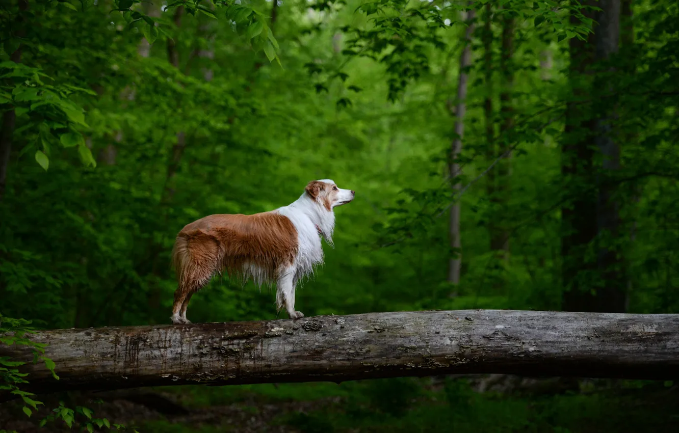 Photo wallpaper forest, tree, red, dog
