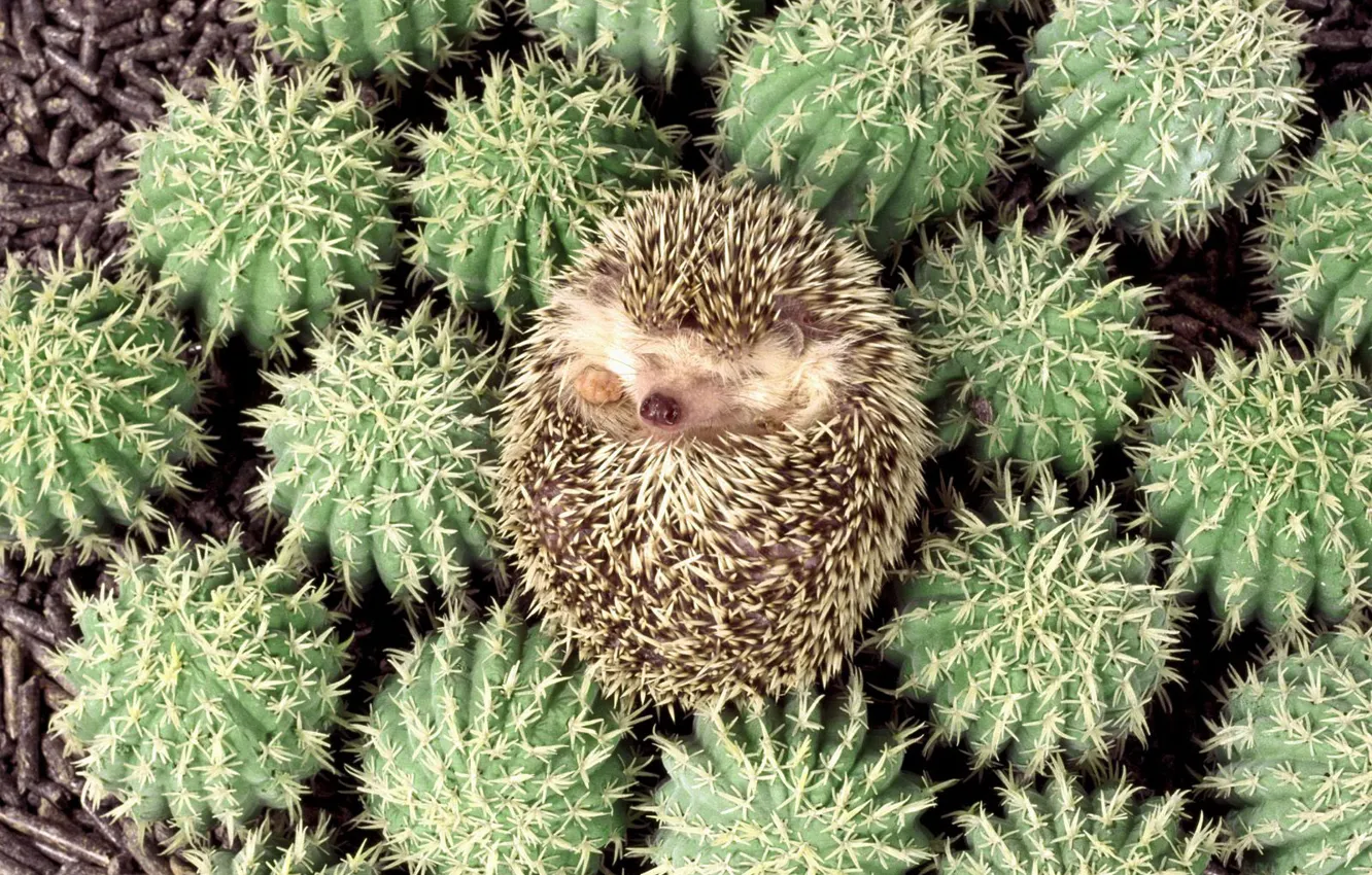 Photo wallpaper cactus, barb