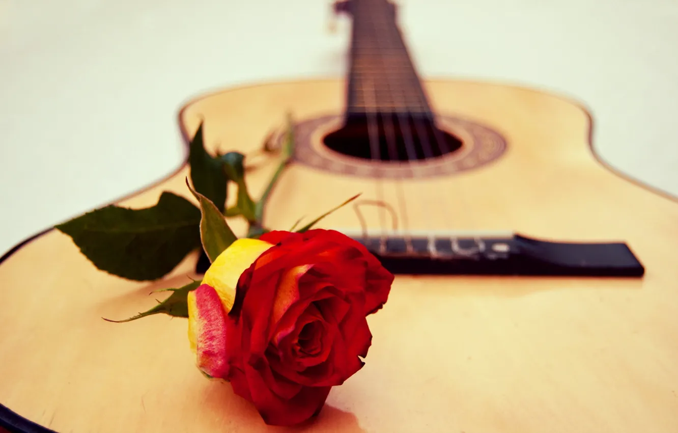 Photo wallpaper music, rose, guitar