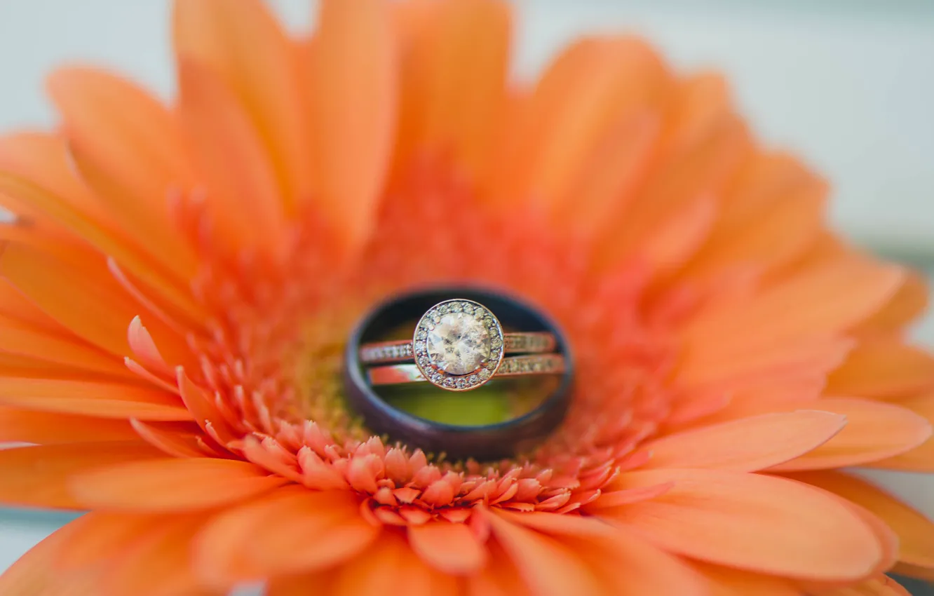 Photo wallpaper flower, ring, gerbera, wedding