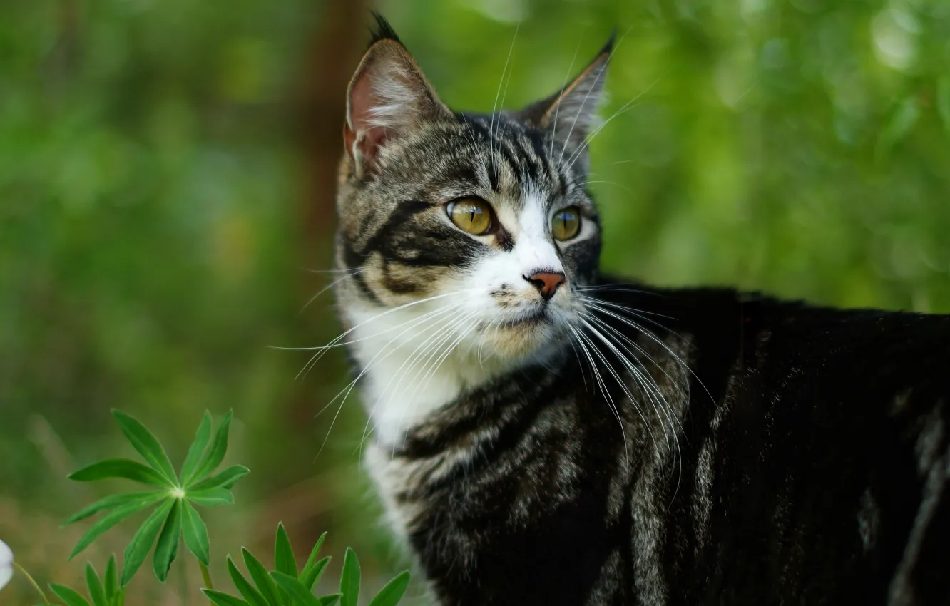 Photo wallpaper cat, cat, look, face, leaves, flowers, nature, portrait