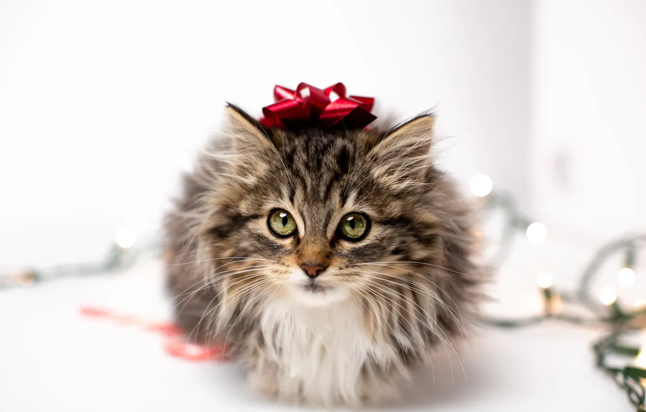 Photo wallpaper cat, look, lights, kitty, Christmas, white background, New year, garland