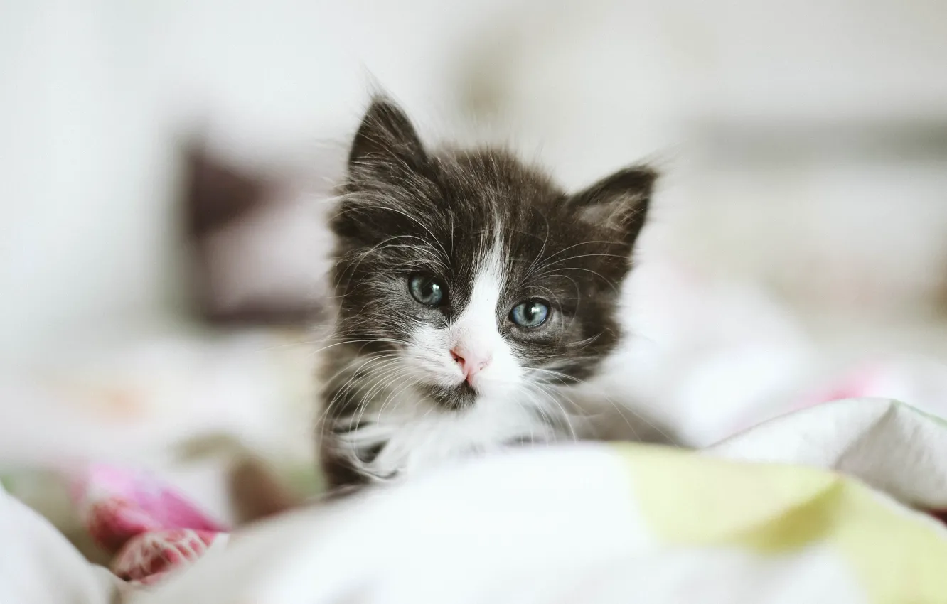 Photo wallpaper eyes, kitty, small